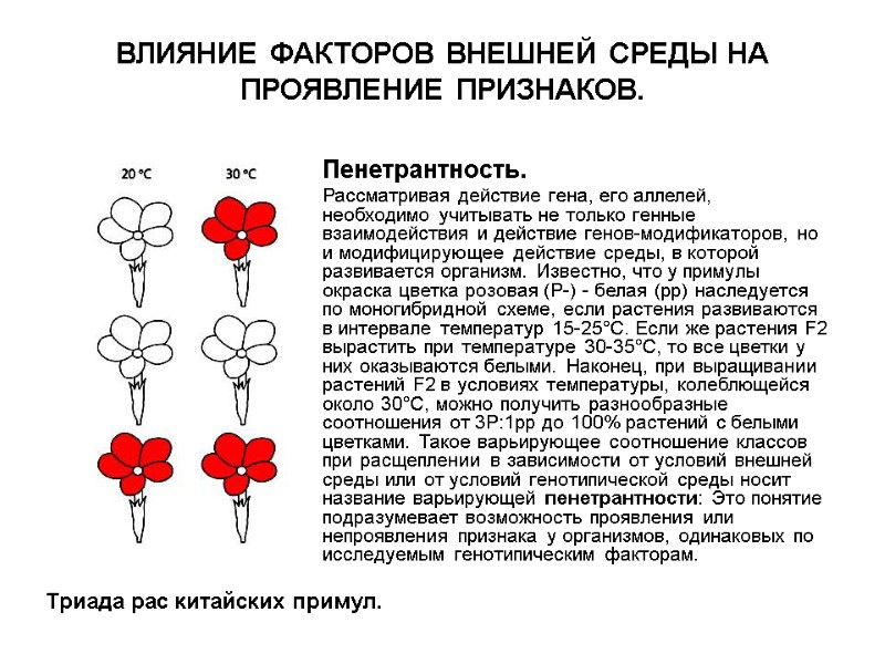 Пенетрантность.  Рассматривая действие гена, его аллелей, необходимо учитывать не только генные взаимодействия и
